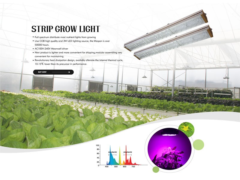 Warmly celebrate the establishment of the LED plant lamp department